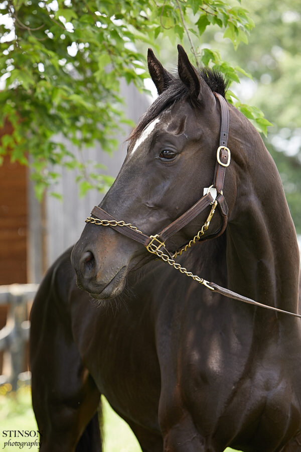 Sir Smoak