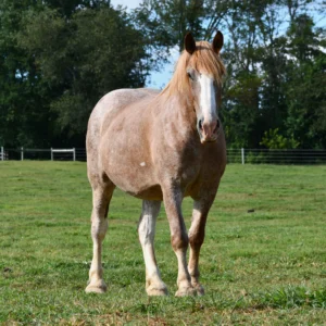Savannah