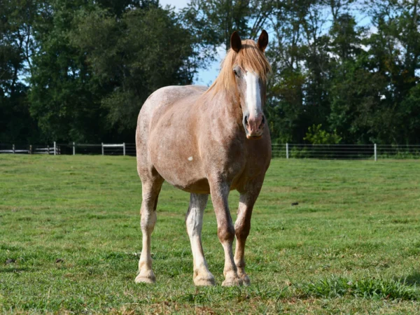 Savannah