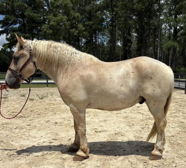 Red Roan Belgian Gelding - Image 2