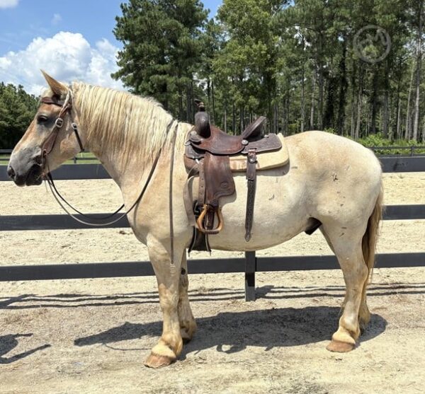 Red Roan Belgian Gelding - Image 3