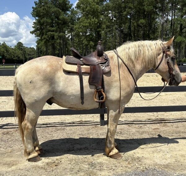 Red Roan Belgian Gelding - Image 4