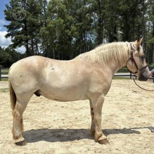 Red Roan Belgian Gelding